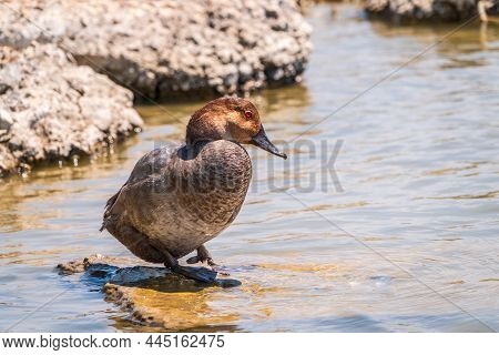 Beautiful Duck With Orange Head, Common Pochard Male, Aythya Ferina, Standing On A Lake Shore. The C
