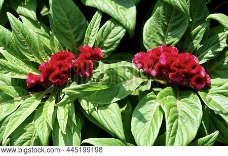Beautiful Red Cockscomb, Woolflowers Or Celosia Cristata Flowers. A Flower Resembling The Head Of A 