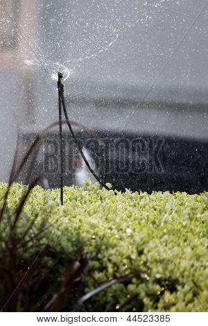 Sprinkler Spins Watering The Flowers.