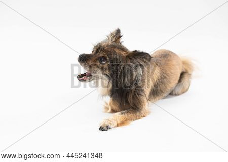 Small Cute Dog Barks While Lying On White Background Facing Camera. Multi-breed Dog.