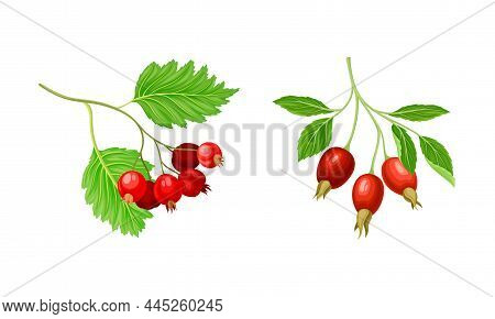 Red Brier And Hawthorn Branch With Hanging Ripe Edible Berry Vector Set