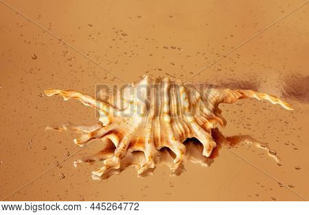 A Shell Of An Interesting Shape With Drops Of Water, Lying On The Sand On A Sunny Day. Sea Backgroun