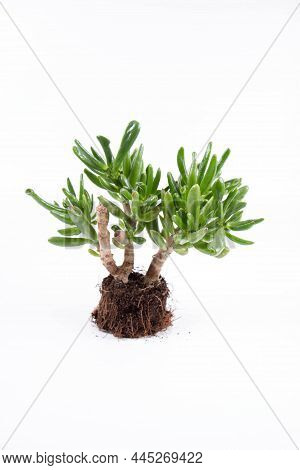 Jade Plant \'gollum\' (crassula Ovata) Houseplant Out Of A Pot On White Background
