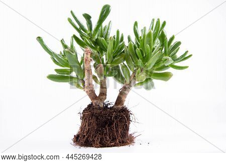 Jade Plant \'gollum\' (crassula Ovata) Houseplant Out Of A Pot On White Background