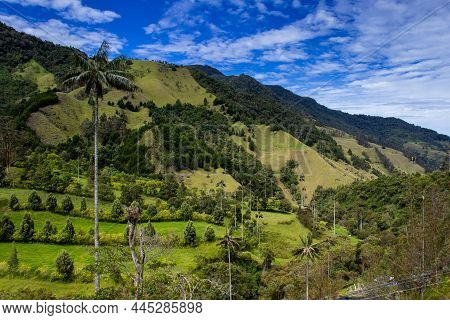 View Of The Beautiful Cloud Forest And The Quindio Wax Palms At The Cocora Valley Located In Salento