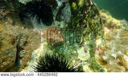 Southern Oyster Drill Or Redmouthed Rocksnail (stramonita Haemastoma) Undersea, Aegean Sea, Greece, 
