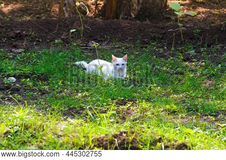 Beautiful White Cat Sitting In The Grass With Natural Background