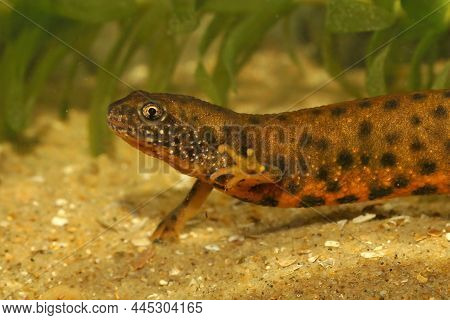 Closeup On An Orange Adult Female Of The Danube Crested Newt, Triturus Dobrogicus, Underwater