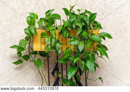 Houseplant Epipremnum Aureum Or Scindapsus Aureus. Selective Focus