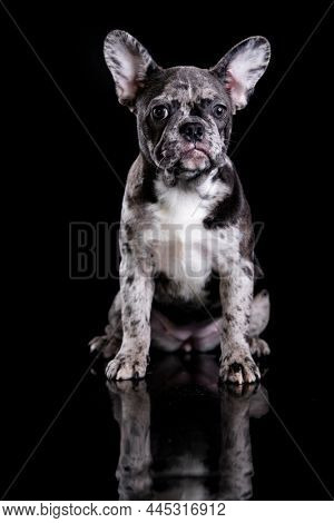 marbled french bulldog; unusual rare color colore raro insolito