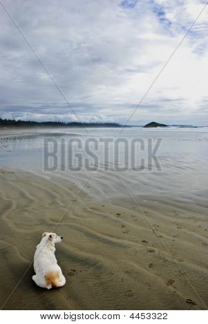 Hund und Ozean