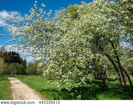 Small Tree - The Bird Cherry, Hackberry, Hagberry Or Mayday Tree (prunus Padus) In Full Bloom. Fragr