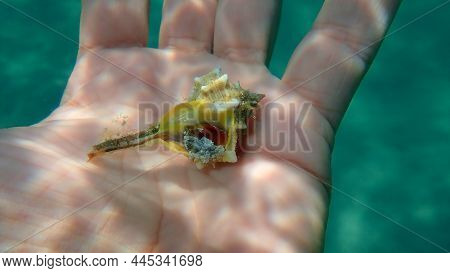 Sea Snail Purple Dye Murex (bolinus Brandaris) Eating Bivalve Mollusc Rayed Artemis (dosinia Exoleta