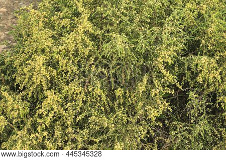 Thymelaea Hirsuta Mediterranean Plant In The Mountain In Spain