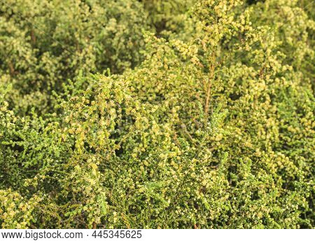 Thymelaea Hirsuta Mediterranean Plant In The Mountain In Spain