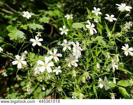Forest Starfish. Delicate White Flowers In The Forest. Antidiabetic Agent, Natural Sweetener. Beauti