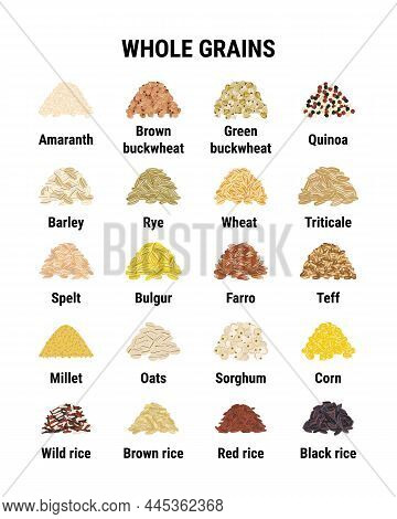 Whole Grains Infographic. Healthy Cereal Grains. Wheat, Barley, Brown Rice, Corn, Buckwheat. Hand Dr