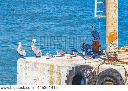 Pelicans Seagulls Birds On Port Of Holbox Island In Mexico.