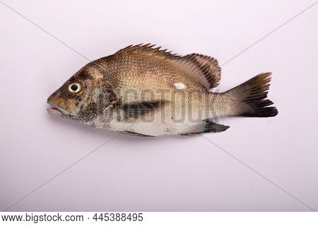 Raw Fish_freshwater Fish