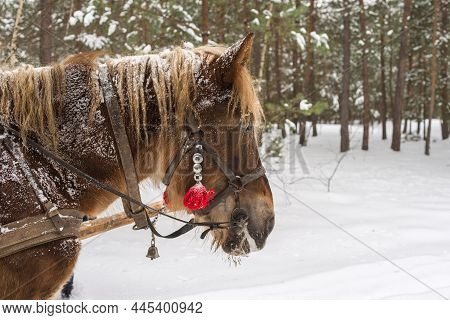Brown Horse Side Portrait During Sleigh Rides. Old Polish Winter Traditional Outdoor Activity.