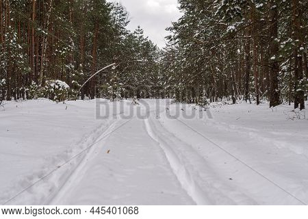 Sleigh Traces On Snow In The Forest. Tracks Of A Sleigh In Fresh Snow.