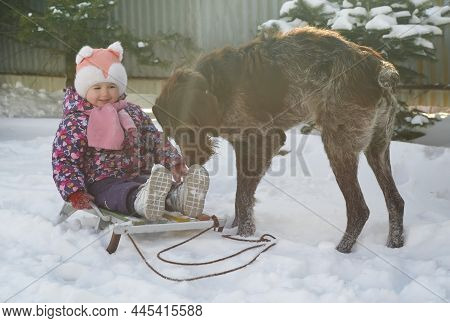 Caucasian Child In Winter Clothing Playing Outdoors With Dog Drathaar
