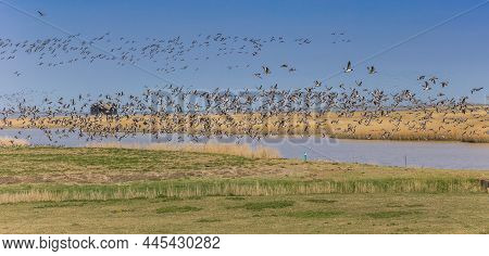 Panorama Of A Flock Of Barnacle Geese In Nieuwe Statenzijl, Netherlands