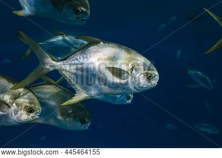 A Flock Of Sea Fish, With A Yellow Fin, Underwater Fishing, Diving