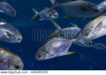 A Flock Of Sea Fish, With A Yellow Fin, Underwater Fishing, Diving