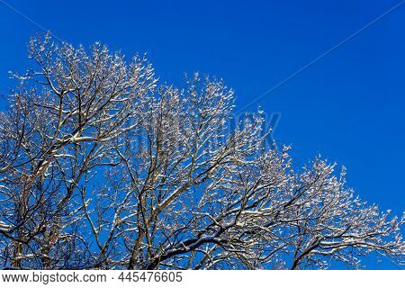 Snow Covered Winter Bare Foliar Tree Branches On Clear Blue Sky Background With Direct Sunlight, Upw