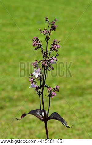 Foxglove Beardtongue Mystica Flowers - Latin Name - Penstemon Digitalis Mystica