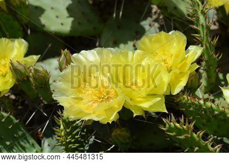 Barbary Fig Yellow Flowers - Latin Name - Opuntia Monacantha (opuntia Vulgaris)