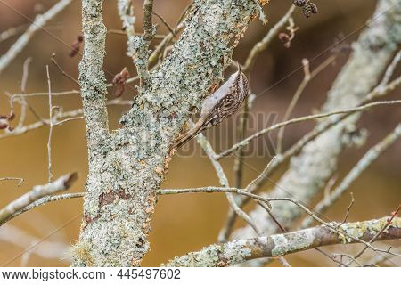 A Brown Creeper Going Up A Tree Trunk Forging For Food Looking For Insects By Pecking Through The Th