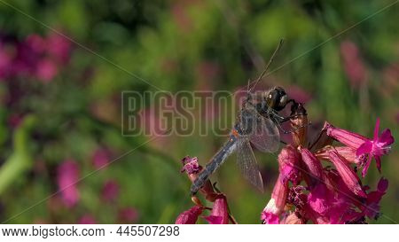 Blooming Pink And Purple Meadow And A Dragonfly On The Flowerbed In The Garden. Creative. Close Up O