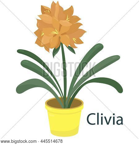 Clivia With Orange Flowers, Houseplant, Flower In A Pot - Vector Illustration, Vector Element In Fla