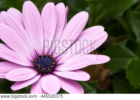 Cape Daisy, Herbers Oder Cape Marguerite. Close-up
