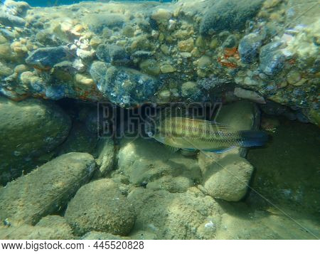 East Atlantic Peacock Wrasse (symphodus Tinca) Undersea, Aegean Sea, Greece, Halkidiki