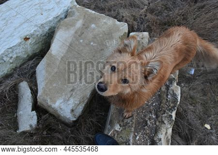 A Stray Red Dog Chases Me On A Walk