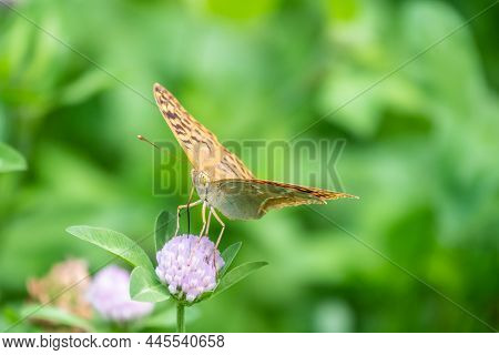 The Dark Green Fritillary Butterfly Collects Nectar On Flower. Speyeria Aglaja Is A Species Of Butte