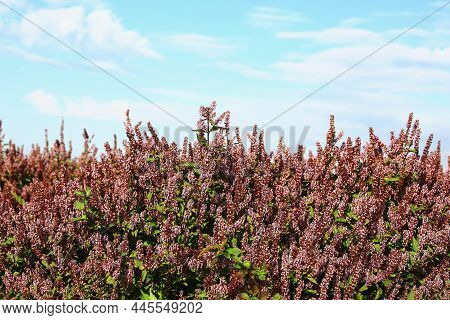 Beautiful Scenery Of Mesona(chinese Mesona) Flowers,many Purple With White Flowers Blooming In The F
