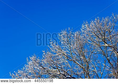 Snow Covered Winter Bare Foliar Tree Branches On Clear Blue Sky Background With Direct Sunlight, Upw