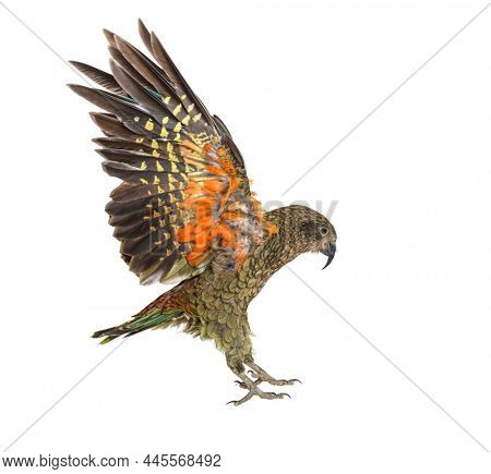 Kea Bird, Nestor notabilis, or Alpine parrot, flying, isolated on white