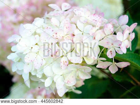 Flowering Branches Of Hydrangea Against  Background Of Green Foliage. Garden Ornamental Plants With 