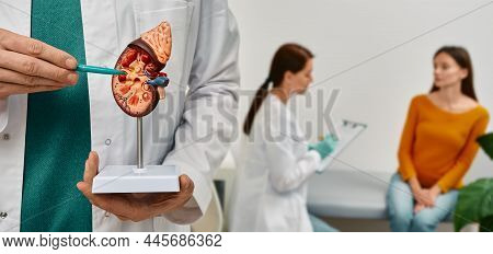 Urology And Treatment Of Kidney Disease. Doctor Analyzing Of Patient Kidneys Health Using Kidney Ana