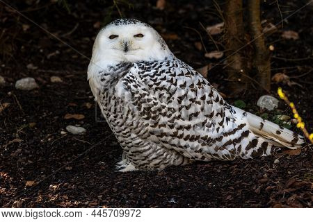 The Snowy Owl, Bubo Scandiacus Is A Large, White Owl Of The Typical Owl Family. Snowy Owls Are Nativ