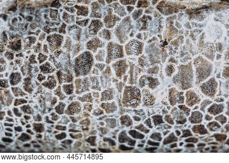 Abstract Macro Close-up Background Real Nature Beauty. Cosmic Texture Of Stone Like Snake Skin Surfa
