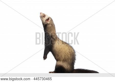 Studio Shot Of Cute Little White Grey Ferret Isolated Over White Background. Concept Of Happy Domest
