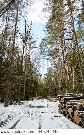 A Wood Material Logging. Round Timber Stock. Lumber-camp Of Pine. Mass Deforestation. Freshly Cut Tr