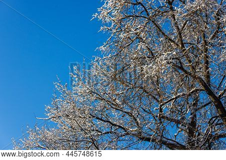 Snow Covered Winter Bare Foliar Tree Branches On Clear Blue Sky Background With Direct Sunlight, Upw