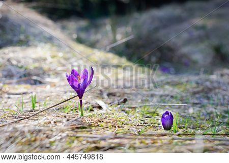 The First Flowers - Crocuses. Blossom, As Soon As Snow Descends.